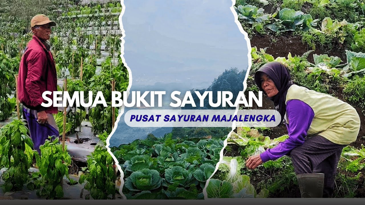 Argalingga Majalengka Semua Bukit Jadi Kebun Sayur Sentra Sayuran Terbesar di Majalengka