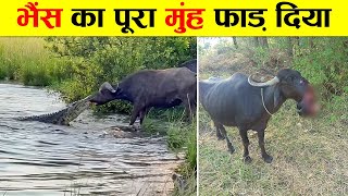 मगरमच्छ के 6 सबसे खतरनाक हमले। CROCODILE VS BIG ANIMALS