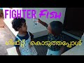 Fighter fish in malayalam