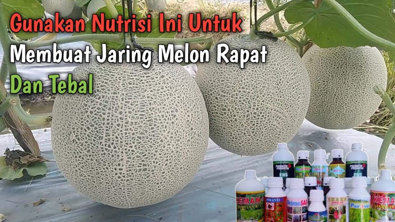 Cara Membuat Net Melon Bagus Rapat Dan Tebal YouTube