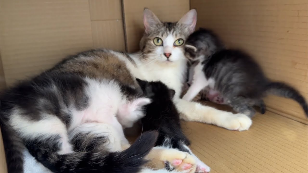 Mama cat prepared a second home for her kittens - YouTube
