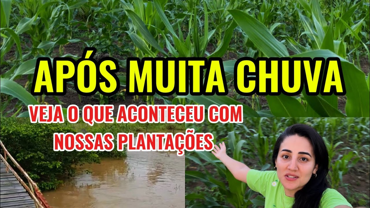 APÓS MUITAS CHUVAS EM NOSSA REGIÃO ( ESTAMOS DE VOLTA AO SÍTIO) 