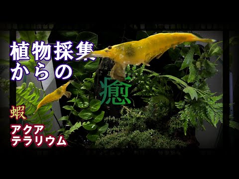 Collecting plants from the ditch for setting up an aqua terrarium