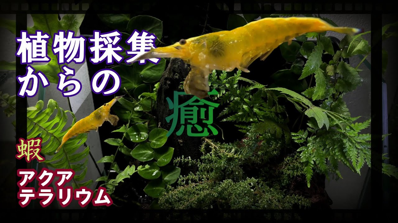 まさにゼロからアクアテラリウム立ち上げ、植物を全部近所のドブで採集！不思議すぎる熱帯植物をメインで鮮やかな黄色と青のエビを入れてみた【熱帯魚飼育／アクアリウム】
