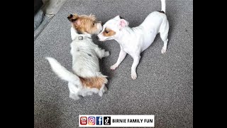 Mating Our JACK RUSSELL With Her New BOYFRIEND Scrappy Mix Video  BFF Pets / Various Videos