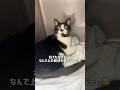 上にいる自分が気になる愛猫#ハチワレ #ばんくん #shorts