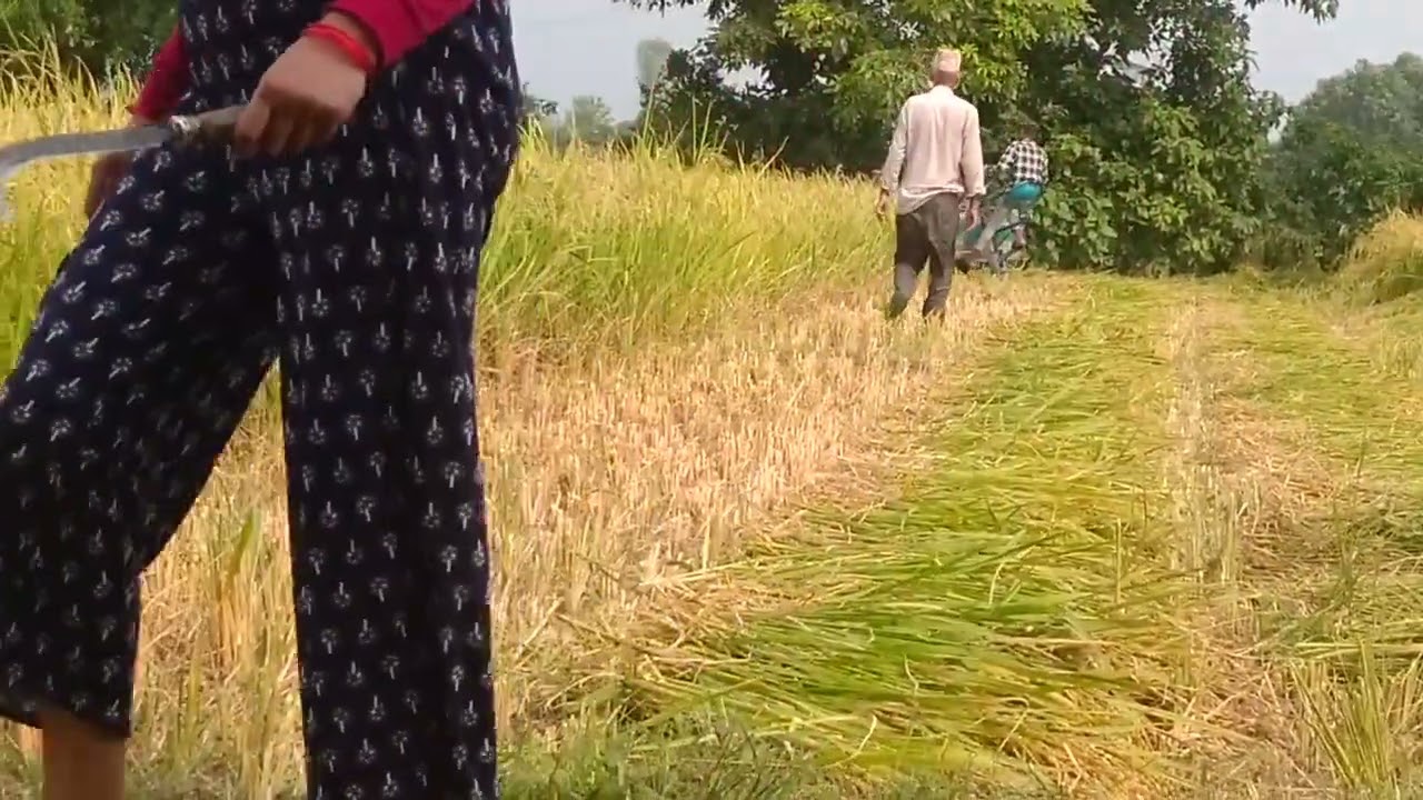 Mini tractor cutting paddy||Technique of cutting paddy by using mini tractor
