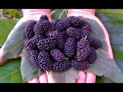 Vídeo: Cuidados com amora: como cultivar amoras no jardim