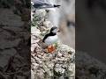 The clowns of the sea 🌊 😍 #roadtrips #bemptoncliffs #puffins #canon #yorkshire #wildlife