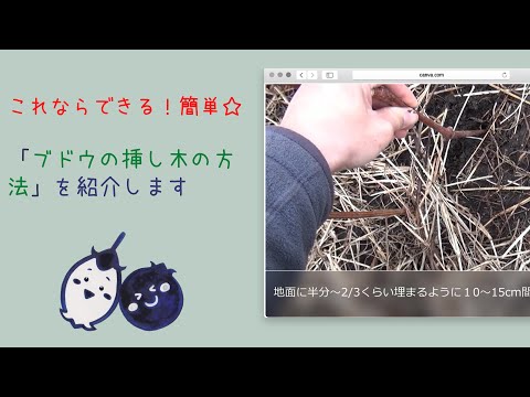 これならできる！簡単☆「ブドウの挿し木」を紹介します - YouTube