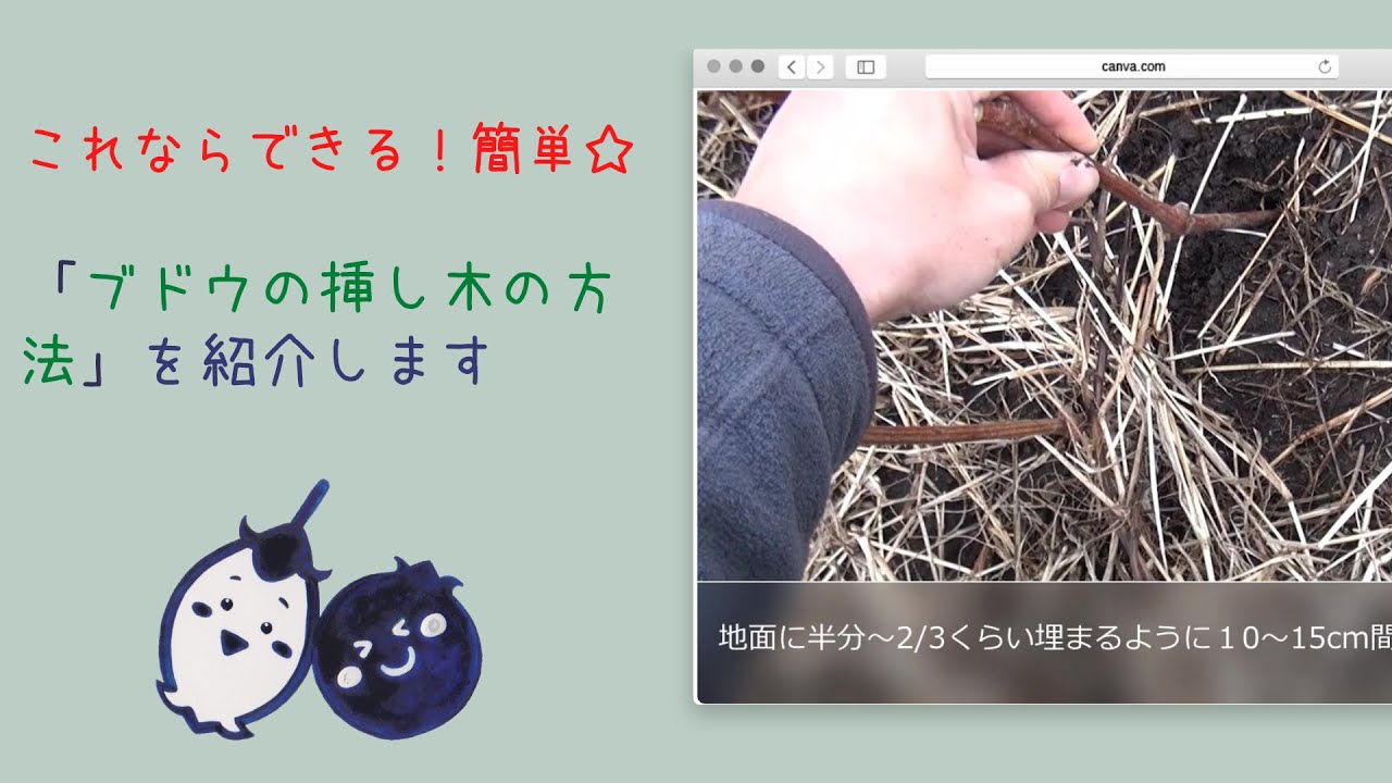 これならできる！簡単☆「ブドウの挿し木」を紹介します - YouTube