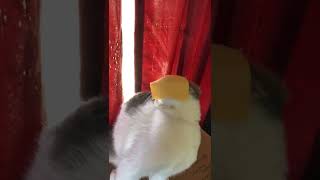 Gets Cheese Thrown in His Face and Licks It #Shorts