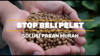 STOP BUYING PELLETS! HIGH-PROTEIN CATFISH FEED SOLUTION