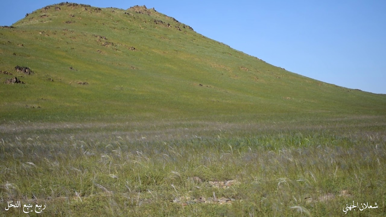 ربيع ينبع النخل موسم 2018