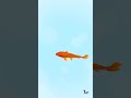 ça marche ! Mettez votre chat devant cette vidéo avec des poissons qui vont le captiver game for cat