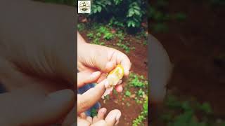 3 Unique Plants | Grow at Home | Guava | Water Apple | Pepper | Organic Gardening | Garden Tour