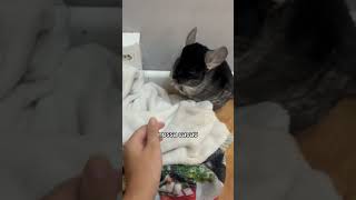 O Floquinho Esnobando Todas As Comidas Kkkk Mas Ele Me Dando Carinho