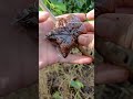 airlayering technique using coconut fiber🌳