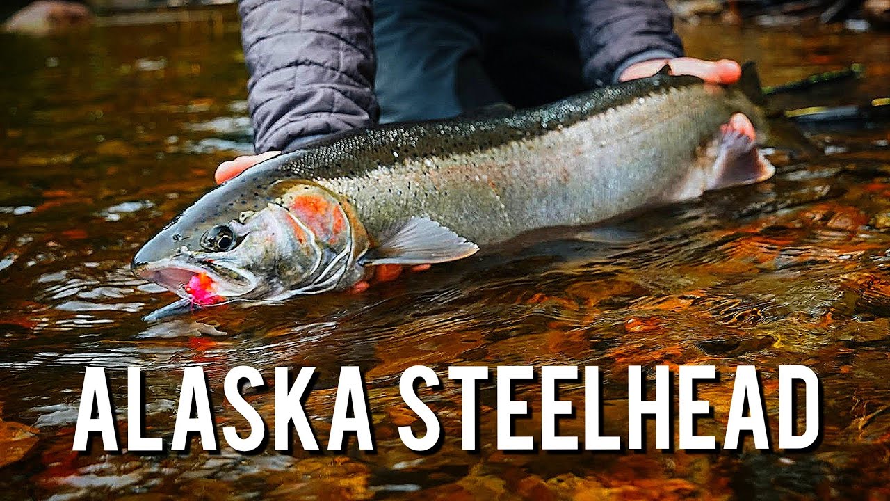 72 Hours Fly Fishing for Steelhead in the Tongass National Forest