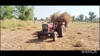 ग्वार को ईकटा करते हुए किसान शानदार लुक 