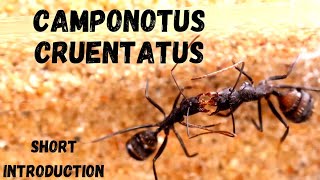 Camponotus Cruentatus 2Year Old Colony - Short Introduction