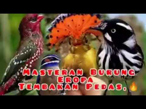 masteran burung luar negri yang di cari para kincau..