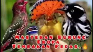 masteran burung luar negri yang di cari para kincau..