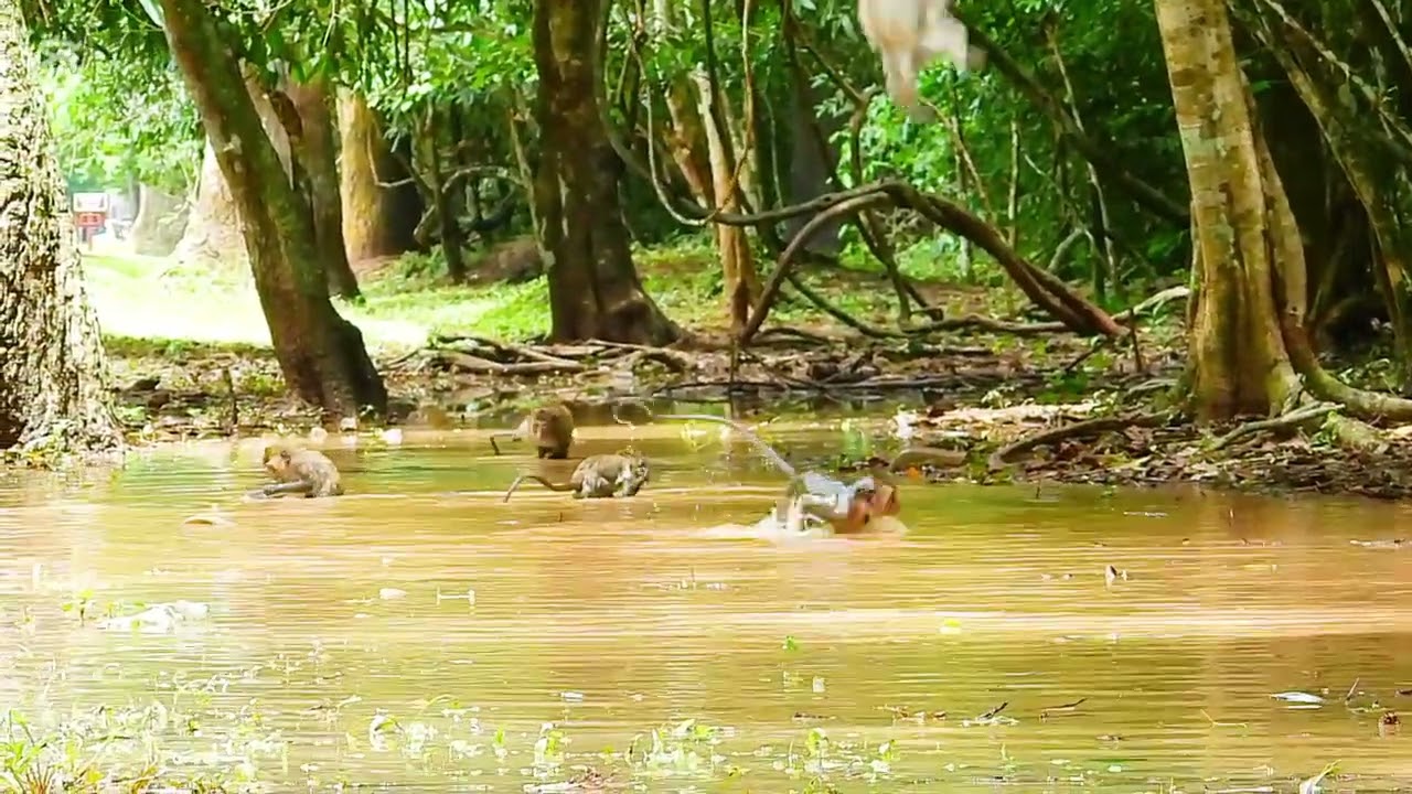 Small monkey Teams swimming and joys with friends Happy 