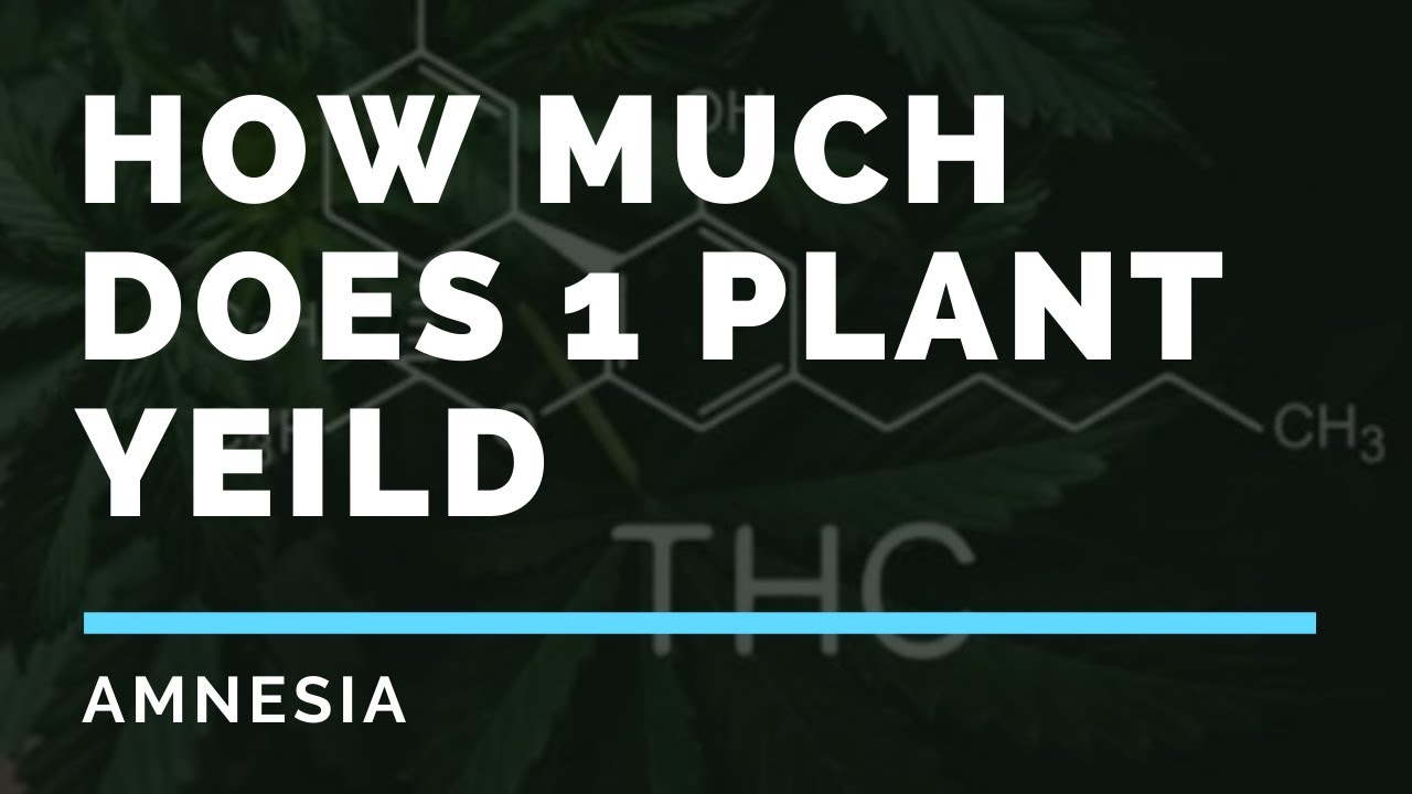 HOW MUCH WEED DO YOU GET FROM ONE PLANT (Yield and curing)