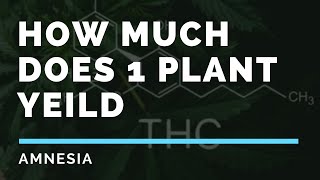 HOW MUCH WEED DO YOU GET FROM ONE PLANT (Yield and curing)