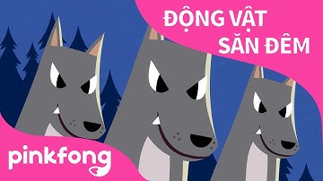 Động Vật Săn Đêm | Bài hát về Động Vật | Pinkfong! Những bài hát cho trẻ em