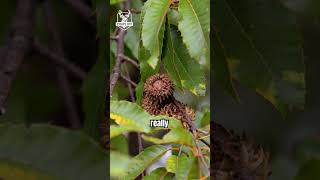 THE SAWTOOTH OAK #treeidentification #landmanagement #deerhunting #oaktree #outdoors #nature #oaks