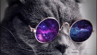 British Shorthair Cat Max - Homes Videos