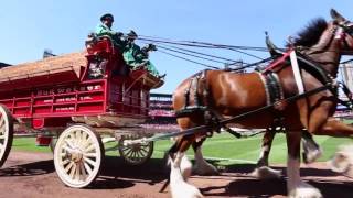 2017 St. Louis Cardinals Spring Training by A-Mrazek Moving Company St. Louis, MO 267 views 7 years ago 2 minutes, 1 second