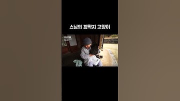 눈이 안 보이는 고양이를 데려다 키운 스님 #골라듄다큐 #shorts