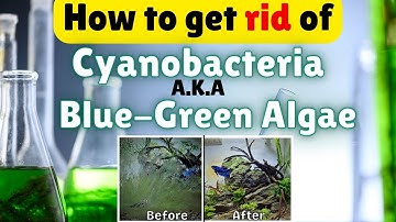 How To Get Rid Of Cyanobacteria a.k.a Blue-Green Algae