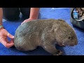 Orphaned wombat joey comes to visit:  this is Ellie