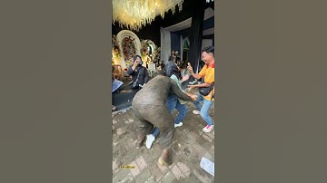 Gadis cantik kena sama kuda lumping‼️seni benjang mekar budaya