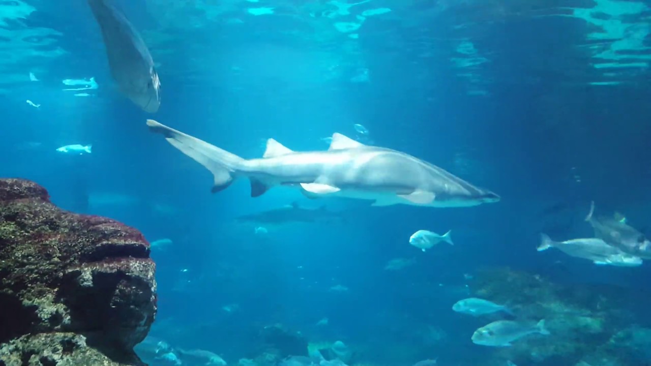 Barcelona Barcelona Aquarium (7) October 2017 YouTube