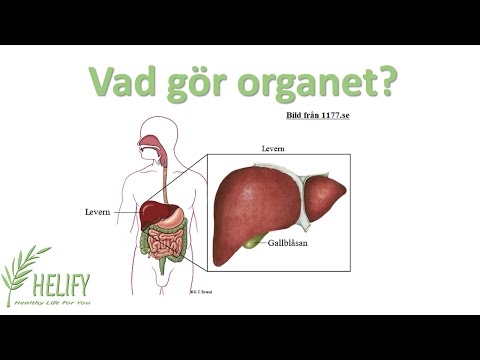 Video: Hur Blötläggs Levern