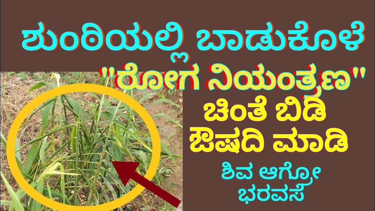 GINGER DISEASE information in kannada YouTube