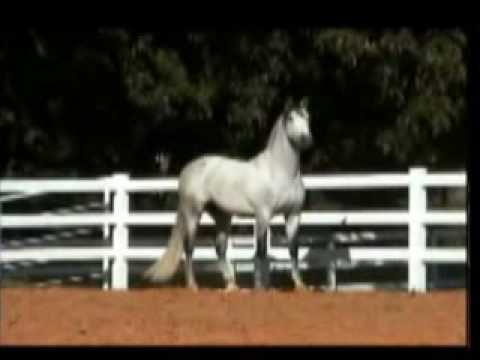 Heroe MAC PRE Andalusian Stallion Standing at Stud