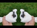 Армянские Шейки . ИГРА при ПОСАДКЕ /Armenian pigeons - Flight qualities (А. Румянцев , г. Данилов )