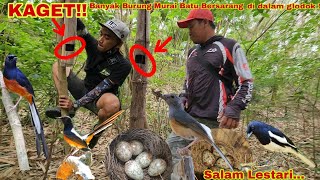 KAGETT!! Banyak Burung Murai Batu bersarang di dalam Glodok Semoga Bisa beranak Pinak!! by ACUNK FLOG 25,363 views 1 month ago 24 minutes
