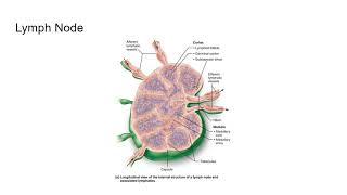 Famous A&P Unit 9 - 9.2 - Lymphatic Structure and Function Profile