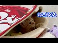 うどんの中でゴロゴロ子猫が可愛いすぎる