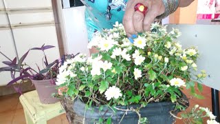 Cuidados com as plantas.