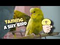 Taming my budgie Jasper | day by day