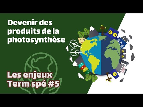 Vidéo: Comment Jan Ingenhousz a-t-il contribué à la photosynthèse ?