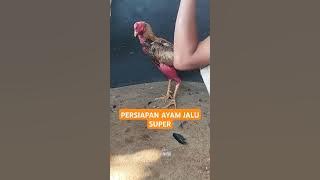 Persiapan ayam jalu super sebelum tarung bebas #sabungayam #aduan #ayamaduan #ayambirma #ayamelid